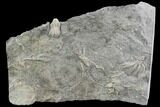 Crinoid Fossils ( Species) - Gilmore City, Iowa #86746-1